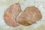 Two Fossil Leaves (Davidia, Zizyphoides) - Montana #105147-2